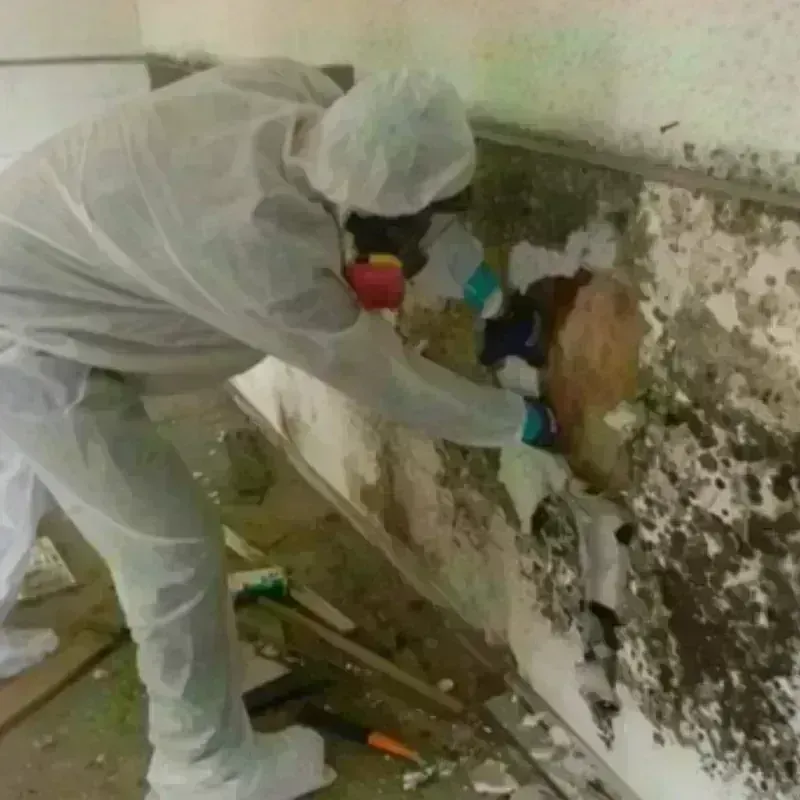 Mold Remediation and Removal in Allendale, CA